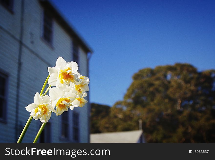 White flower in front of a house. White flower in front of a house
