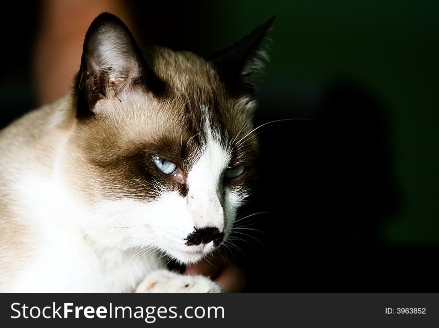 Image of a Asian cat is staring at something. And it has a black colour over its mouth look like a human's mustache. Image of a Asian cat is staring at something. And it has a black colour over its mouth look like a human's mustache.