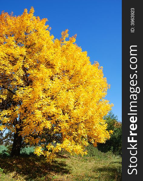 Yellow alone maple against the blue sky and green grass. Yellow alone maple against the blue sky and green grass