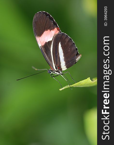 A macro shot of a butterfly sat on a leaf