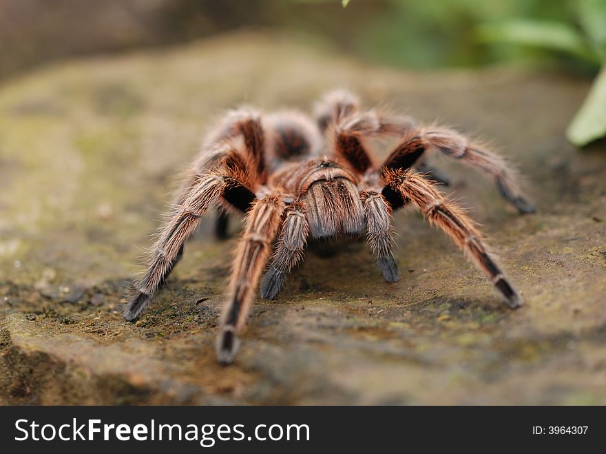 Hairy Spider