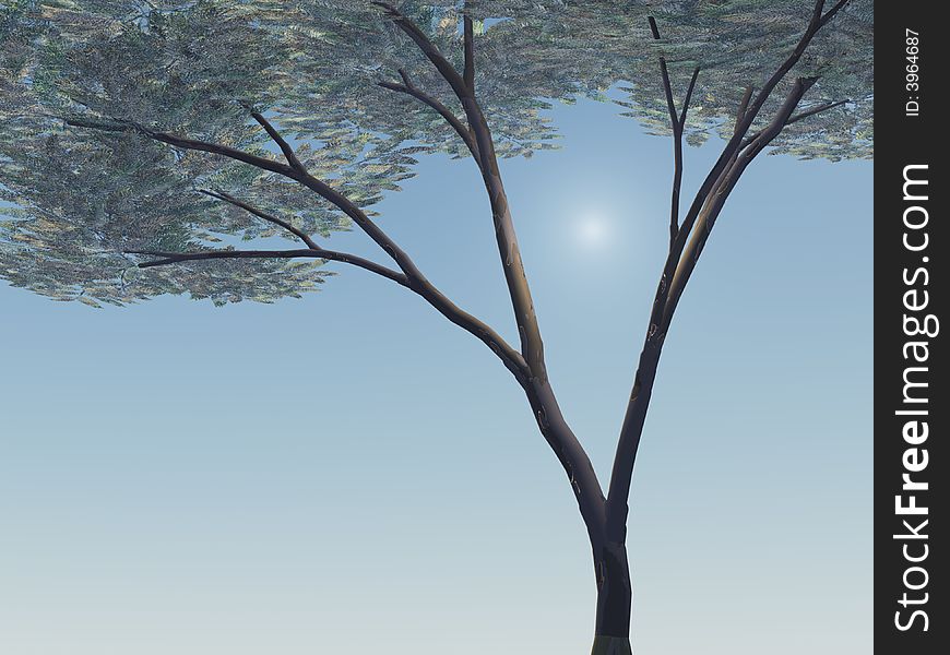 An Umbrella Acacia Tree against sky.