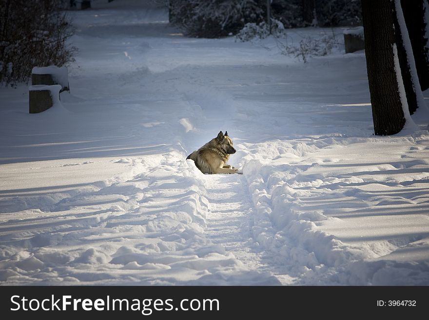 Dog laying in the snow. Dog laying in the snow