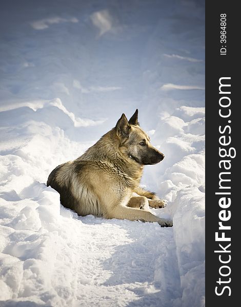 Dog laying in the snow. Dog laying in the snow