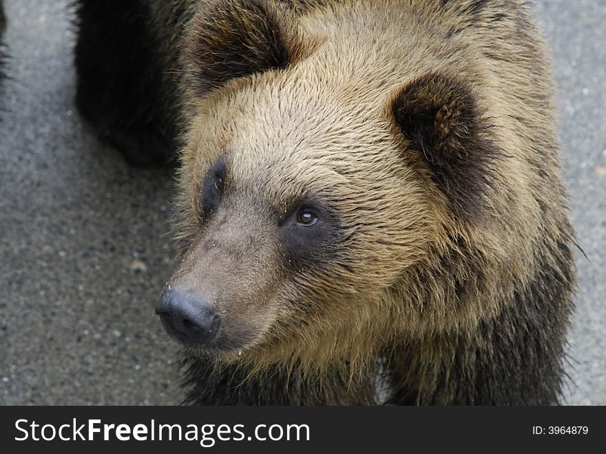 Huge Brown Grizzly Bear closeup