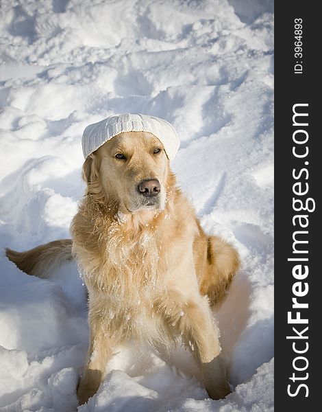 Funny dog with white knitted hat. Funny dog with white knitted hat