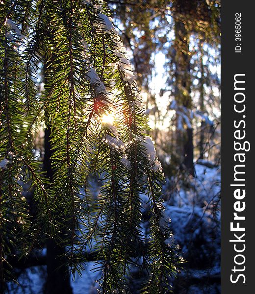 Pine tree in the winter with sun shining through