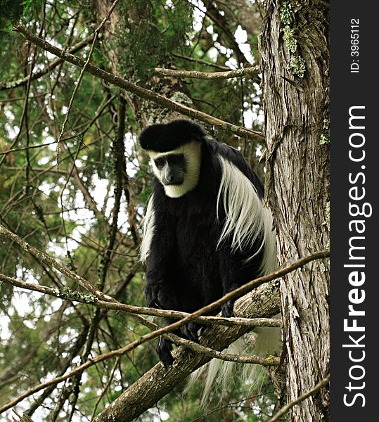 Lonely colobus monkey sat in a tree Kenya Africa