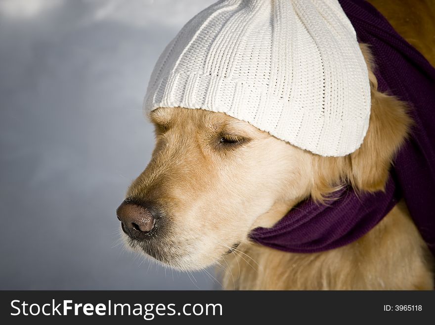 Funny dog with hat and shawl. Funny dog with hat and shawl