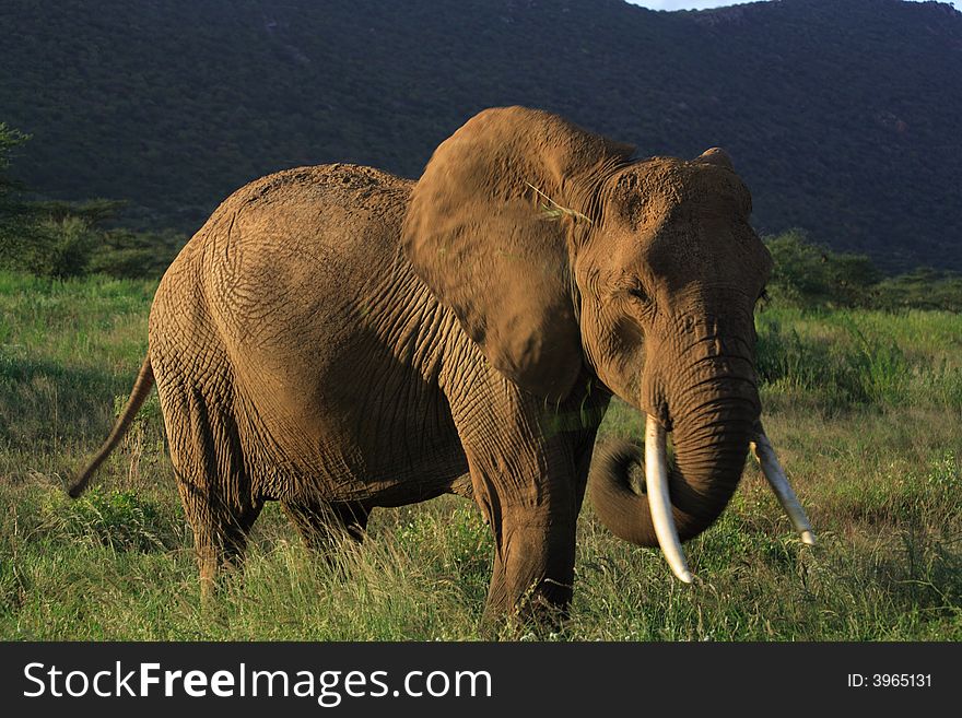 Elephant eating grass in Kenya Africa