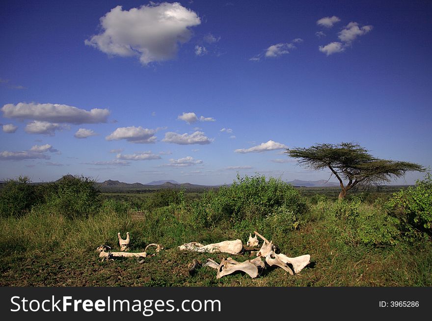 Bones of animals on the Masai Mara, Kenya, Africa