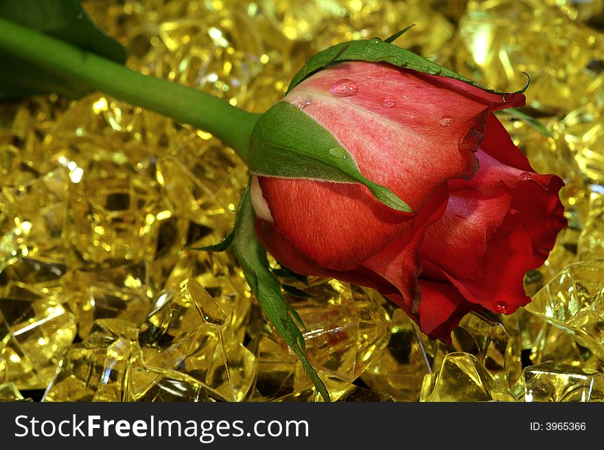 Nice red rose with a drops of water on the yellow stones background. Nice red rose with a drops of water on the yellow stones background