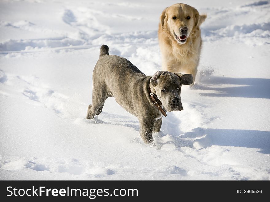 Two dogs playing together in the snow