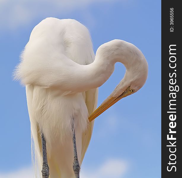 Egret taking a minute to groom. Egret taking a minute to groom