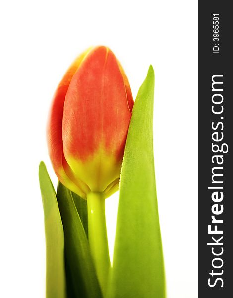Red tulip single flower isolated on white,close-up