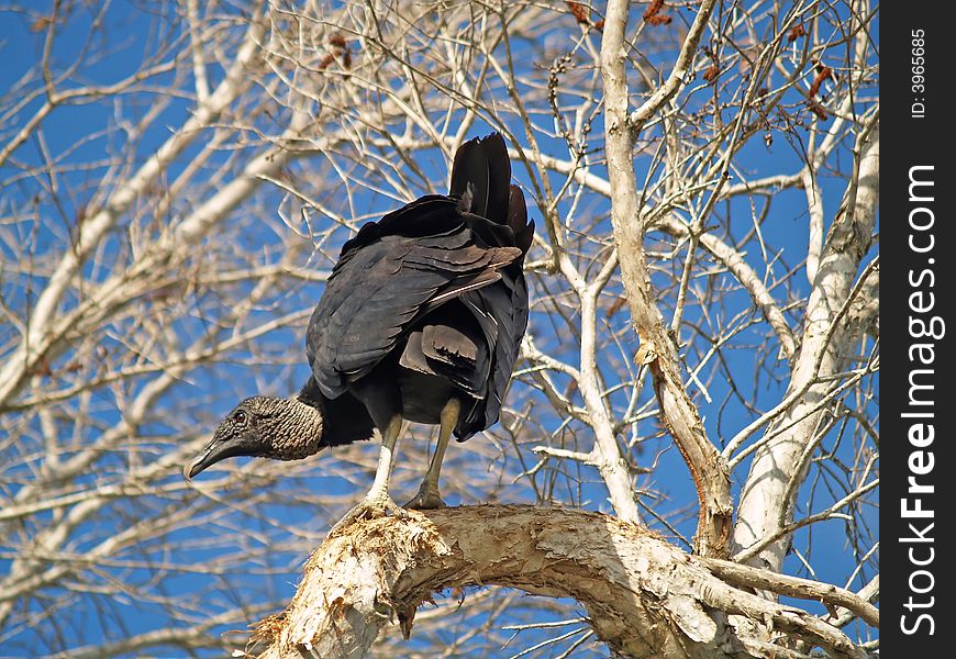 A vulture sitting in a tree