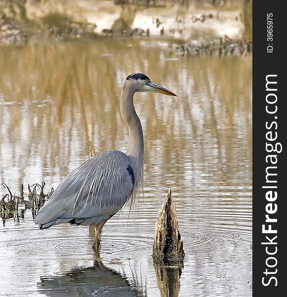 A great blue heron in a peaceful, tranquil, setting