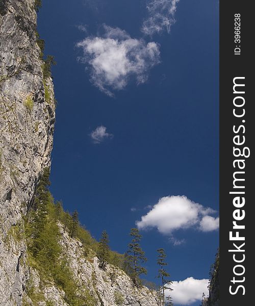 Trees on the mountain cliff. Trees on the mountain cliff