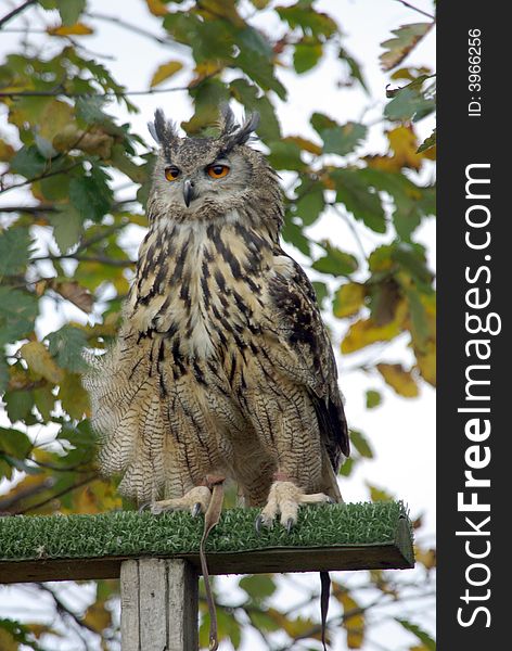 European Eagle Owl on perch.