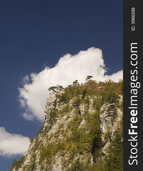 Trees on the cliff under the blue sky