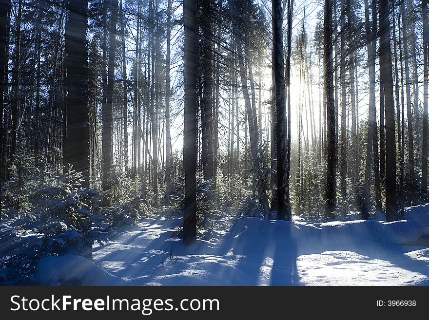 Winter forest pierced with rays of sunlight. Winter forest pierced with rays of sunlight