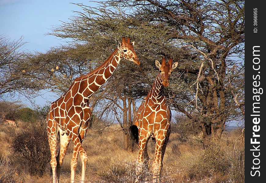 A reticulated giraffe in Samburu Park in Kenya