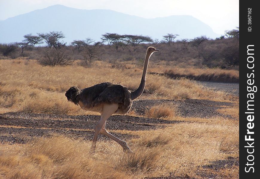 Ostrich, Masai Race