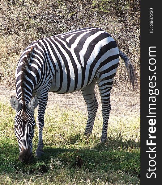 Plain Zebra in Masai Mara Park in Kenya. It's the most common and geographically widespread form of zebra.