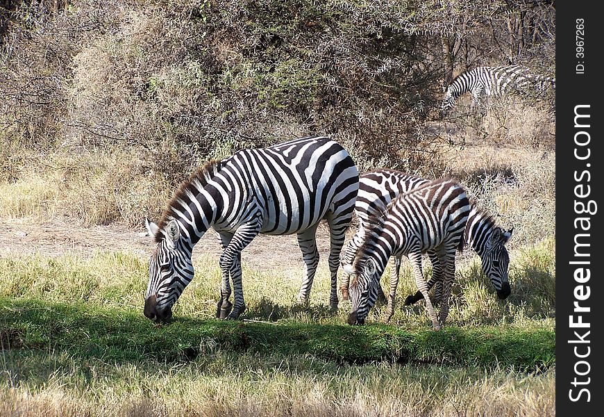 Plain Zebra in Masai Mara Park in Kenya. It's the most common and geographically widespread form of zebra.