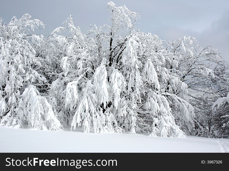 White winter landscape with frostiness trees