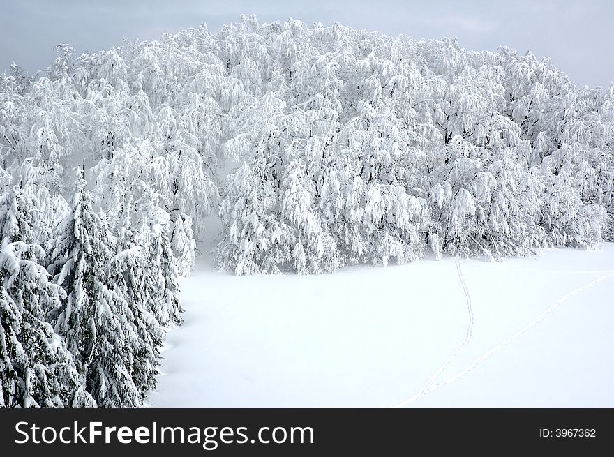 White winter landscape with frostiness trees