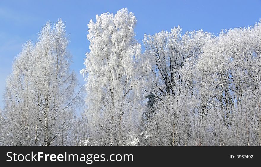 White winter landscape in the early morning light