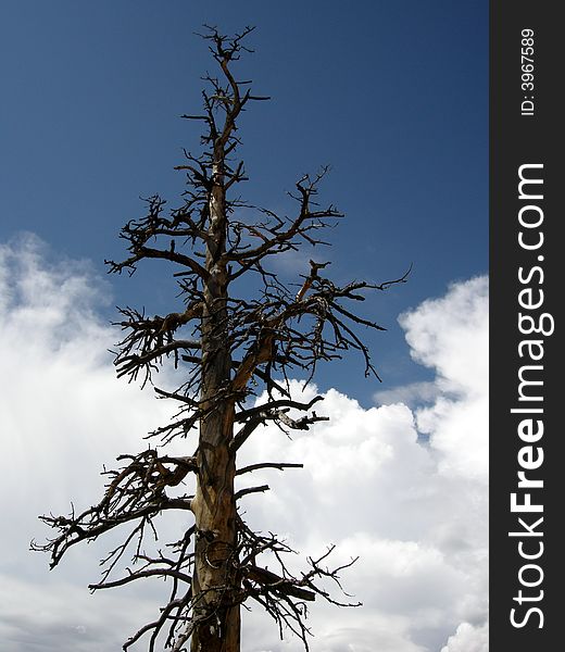 Death tree after fire in utah forest