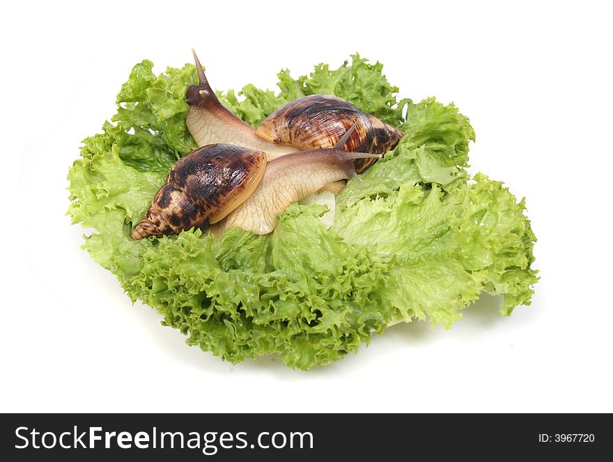 Two snails on the green leaves on the white background