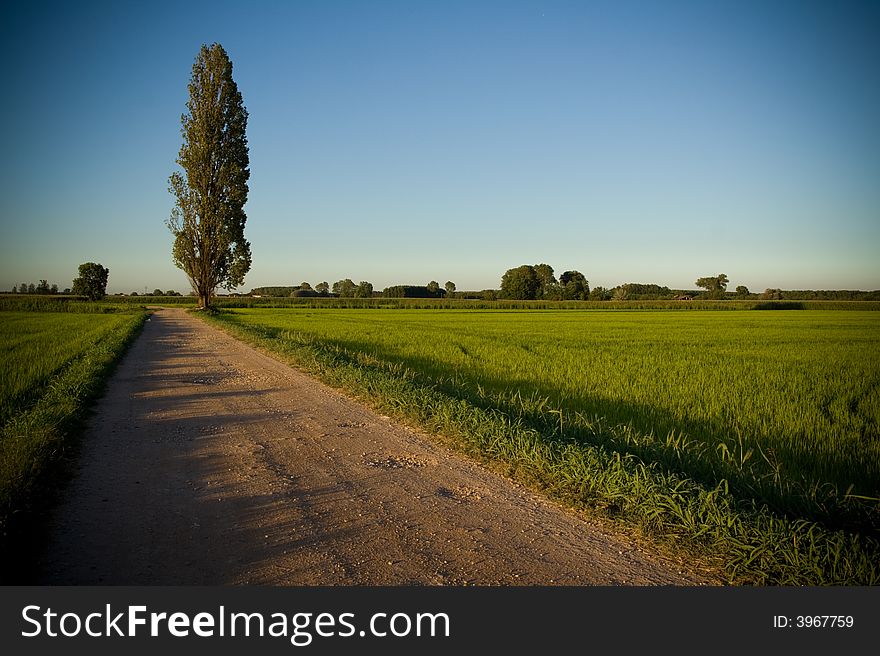 A simple country road reveals all its beauty in the light of the sunset