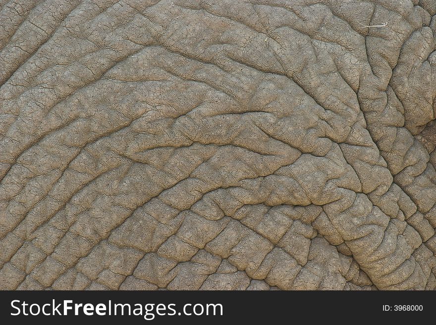 Texture of an african elephants grey skin. Texture of an african elephants grey skin