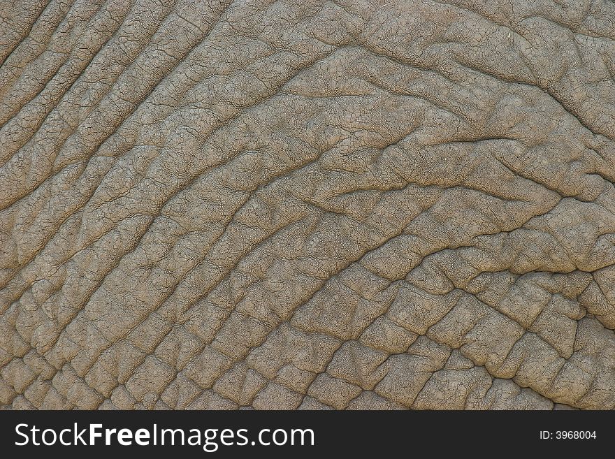 Rough gray skin of a namibian (african) elephant. Rough gray skin of a namibian (african) elephant