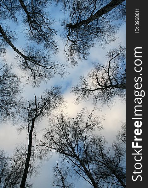 Branches and tops of trees with cloudy sky at the background. Branches and tops of trees with cloudy sky at the background