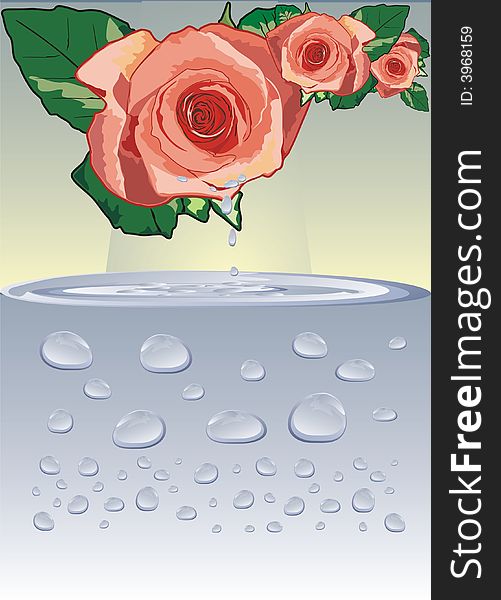 Rose and drops. Illustrations. Vector