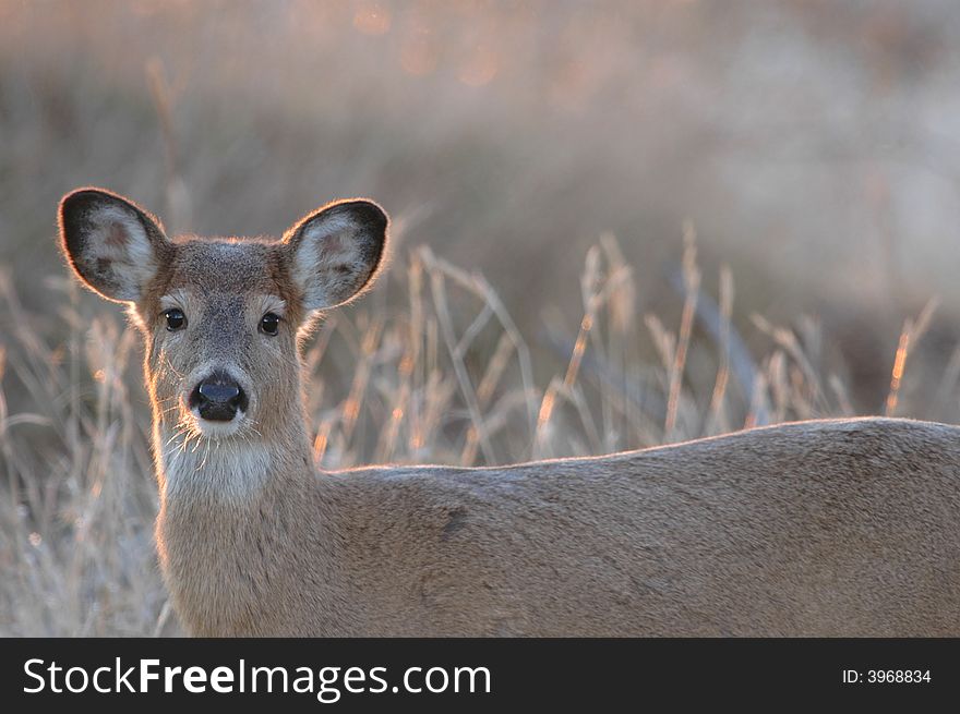 A female white-tailed deer displaying her thick winter coat. A female white-tailed deer displaying her thick winter coat.