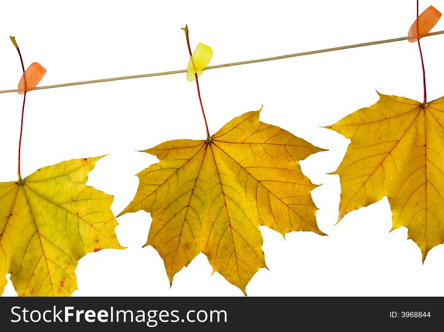 Autumn leaves hanging on a clothesline