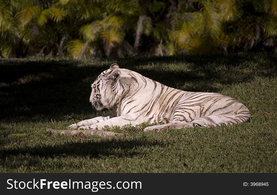 White Bengal Tiger Resting with trees in the background. White Bengal Tiger Resting with trees in the background