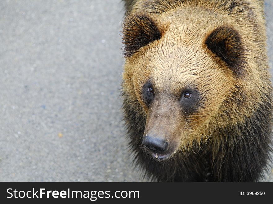 Huge Brown Bear with empty space on the left