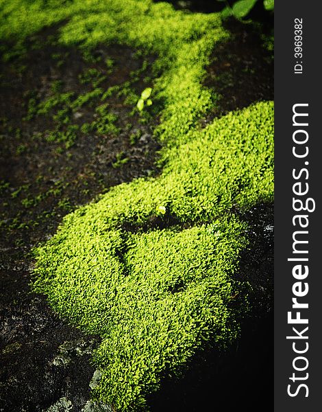 Lush rich green moss with earthy background. Lush rich green moss with earthy background