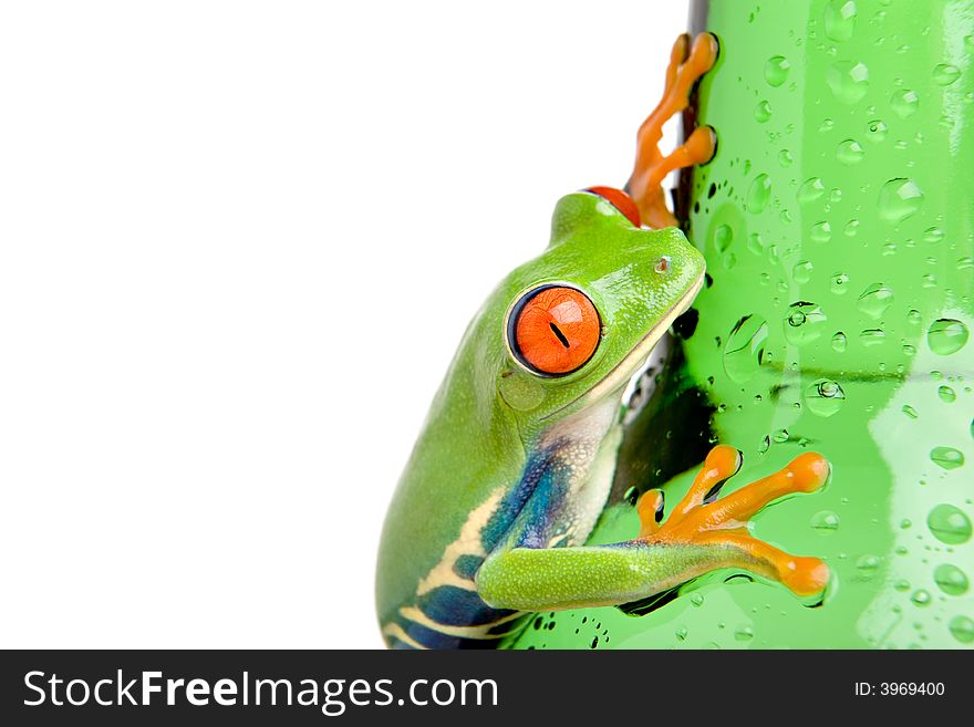 Frog on a wet bottle - a red-eyed tree frog (Agalychnis callidryas) closeup, isolated on white. Frog on a wet bottle - a red-eyed tree frog (Agalychnis callidryas) closeup, isolated on white.