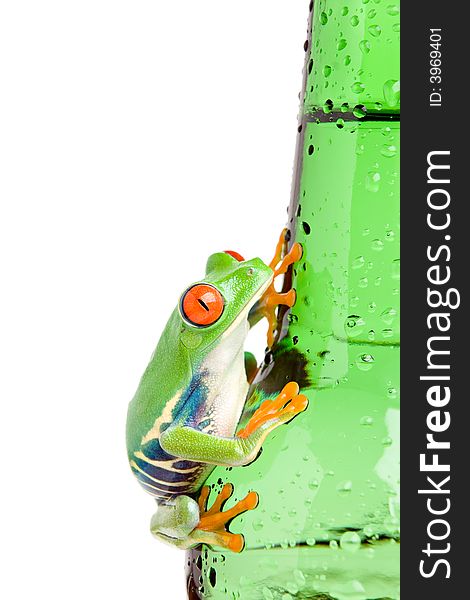 Red-eyed tree frog on bottle isolated