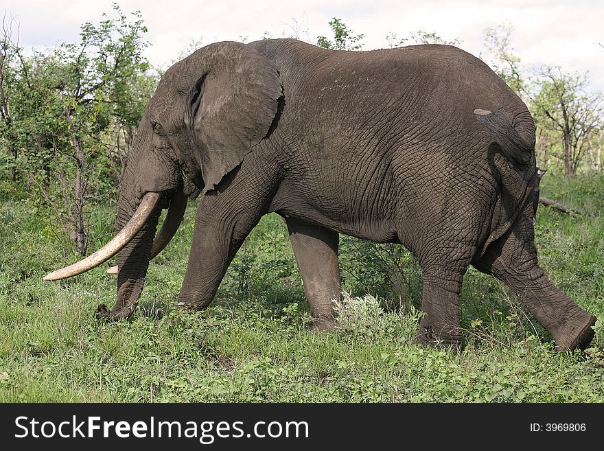 Big elephant bull walking past with his huge tusks