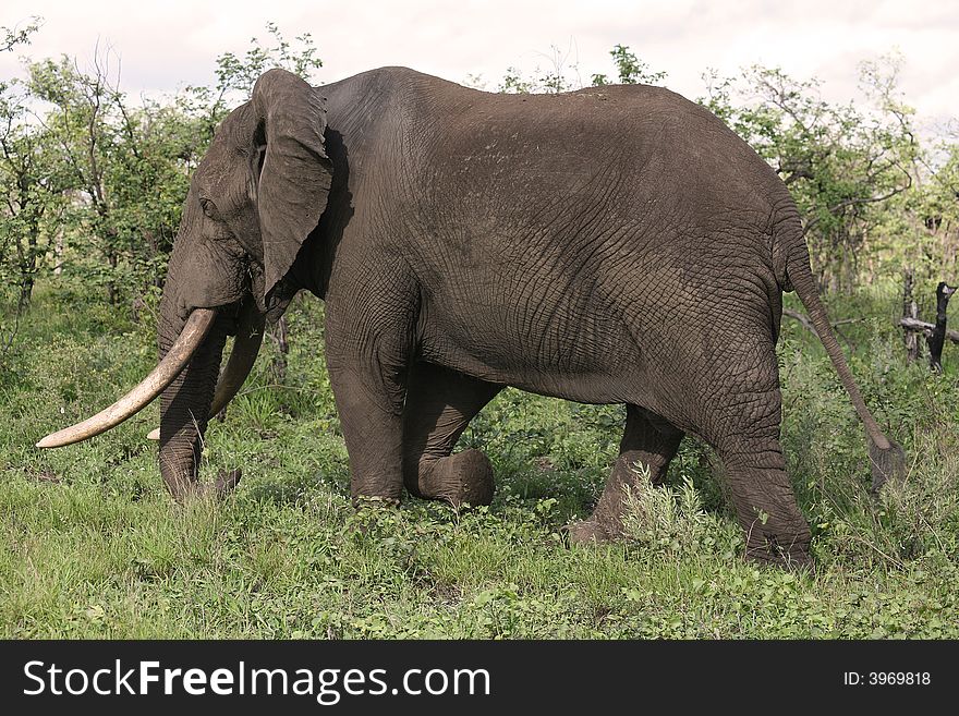 Big elephant bull walking past with his huge tusks. Big elephant bull walking past with his huge tusks