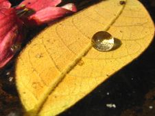 Leaf With A Droplet Stock Photography Leaf With A Droplet Stock Photography