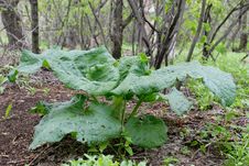 Big Burdock Royalty Free Stock Photo Big Burdock Royalty Free Stock Photo